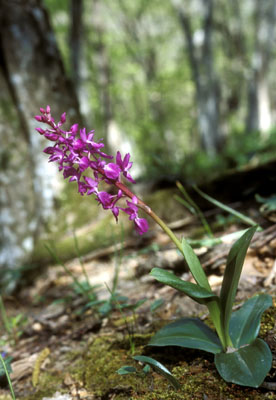 Orchis mascula ( )