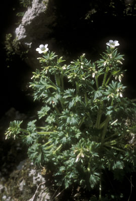 Saxifraga irrigua ( )