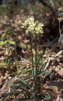 Genus Orchis SP.