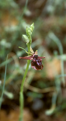 Ophrys taurica ( )