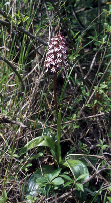 Orchis purpurea ( )