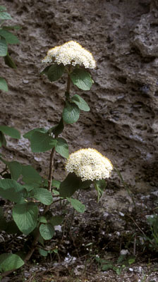 Sorbus taurica ( )