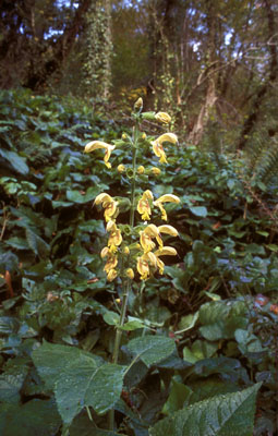 Salvia glutinosa ( )