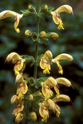 Salvia glutinosa ( )