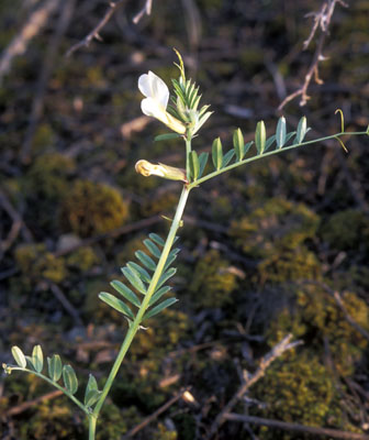 Vicia grandiflora ( )