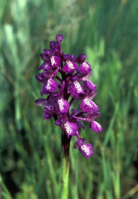 Orchis picta (  ())