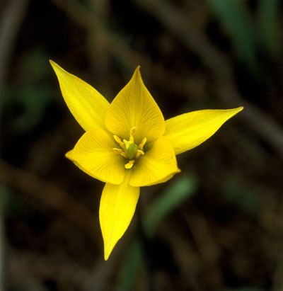 Tulipa biebersteiniana ( )