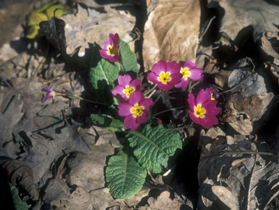 Primula woronowii ( )