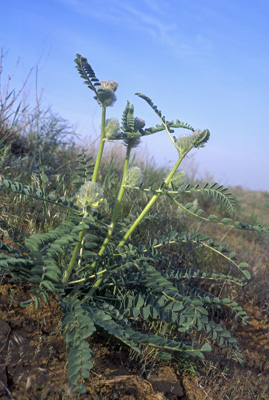 Astragalus vulpinus ( )