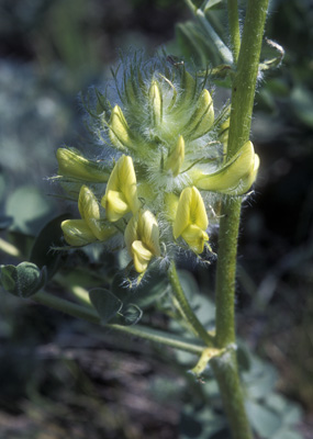 Astragalus vulpinus ( )