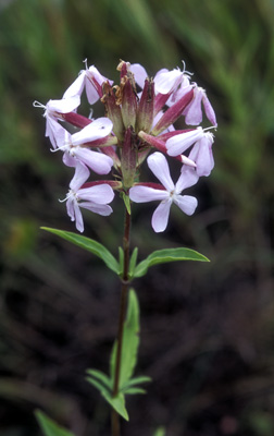 Saponaria officinalis ( )