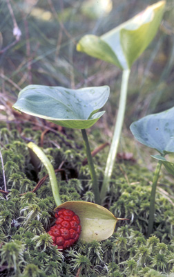 Calla palustris ( )