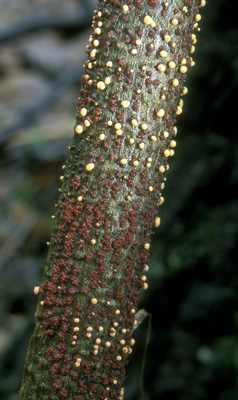 Nectria cinnabarina ( -)
