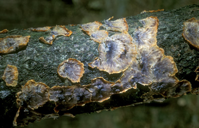 Phlebia radiata ( )