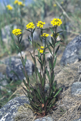 Erysimum hieracifolium ( )