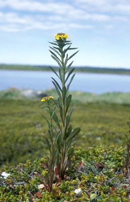 Erysimum hieracifolium ( )