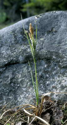  Carex SP. ()