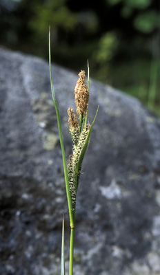 Genus Carex SP.