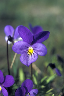 Viola tricolor ( )