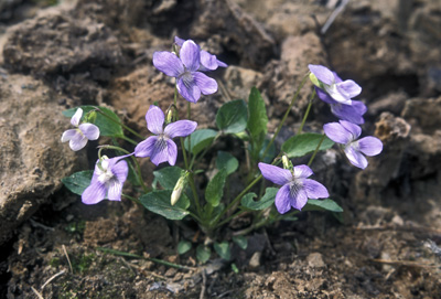 Genus Viola SP.