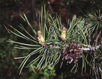 Pinus sylvestris ( )