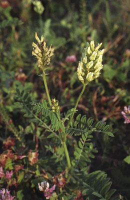 Genus Astragalus SP.