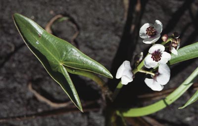 Sagittaria sagittifolia ( )