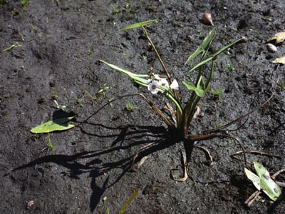 Sagittaria sagittifolia ( )