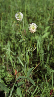 Amoria montana
