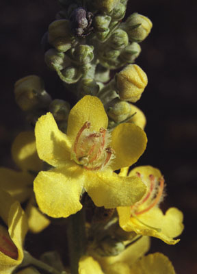Genus Verbascum SP.