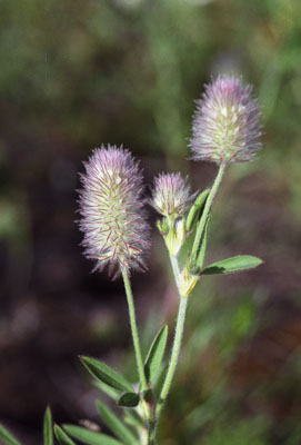 Trifolium arvense ( )