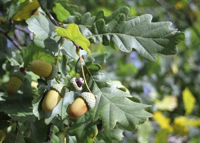 Quercus robur ( )
