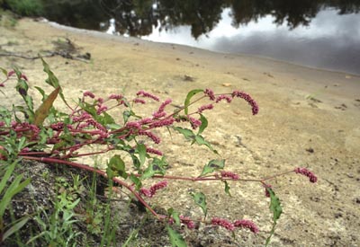 Persicaria lapathifolia ( () )