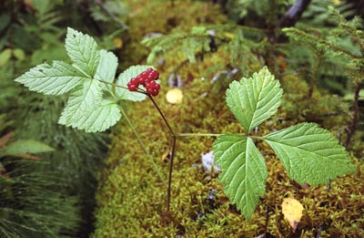Rubus saxatilis ( )