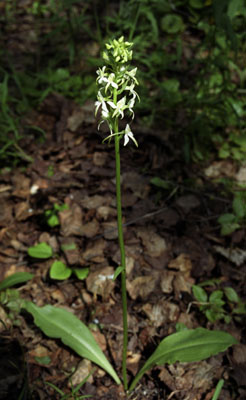 Platanthera bifolia ( )