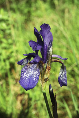 Iris sibirica ( )
