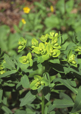 Euphorbia palustris ( )