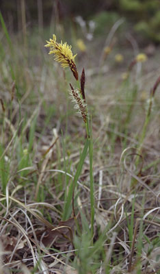 Carex cuspidata ( )