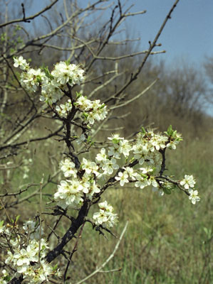 Prunus spinosa (  ())