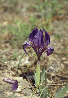 Iris pumila ( )