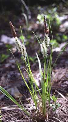 Genus Carex SP.