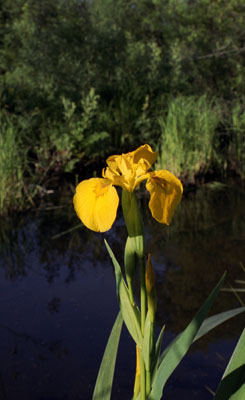 Iris pseudacorus (  ())