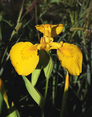 Iris pseudacorus (  ())