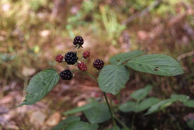 Rubus nessensis ()