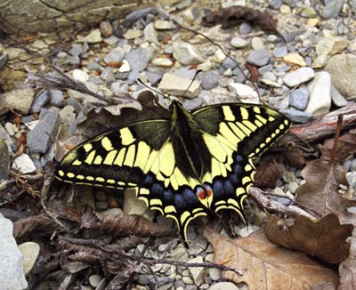 Papilio machaon ()