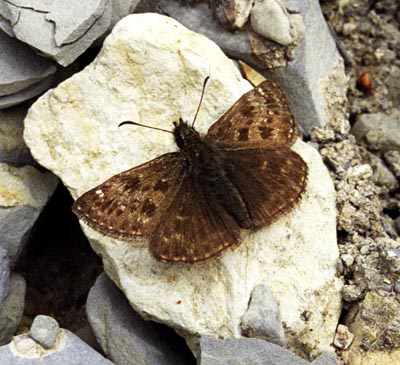 Erynnis tages ( )