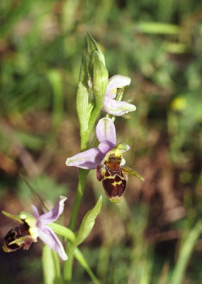 Ophrys oestrifera ( )