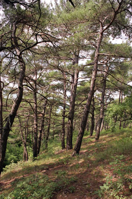 Pinus pityusa ( )