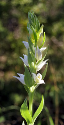 Cephalanthera floribunda ( )