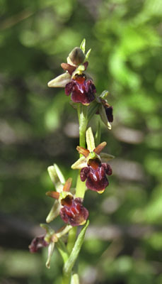 Ophrys caucasica ( )